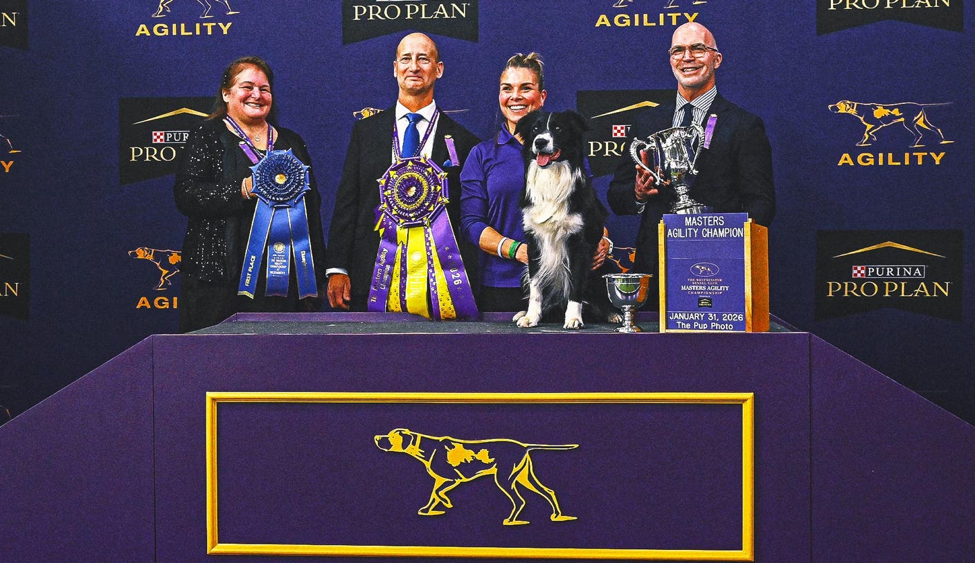 2026 WKC 东升国际app：边境牧羊犬Prove-It夺冠掀起全场观众欢呼 | 东升国际